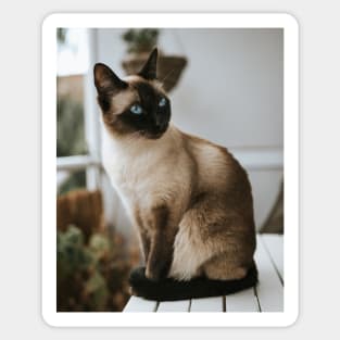 Cute Siamese Cat Pet Sticker